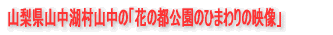 �R�����R���Α��R���́u�Ԃ̓s�����̂Ђ܂��̉f���v 
